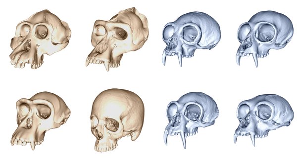 Gizakien garezurrak oso azkar eboluzionatu zuen Gizakien garezurrak oso azkar eboluzionatu zuen